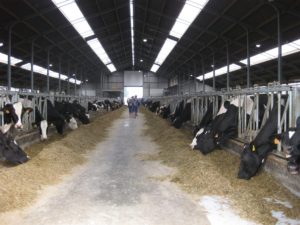 Koeien melkveestal Belgie