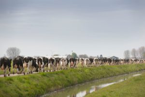 Goed boekjaar melkveehouder