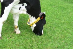 Dairy Campus onderzoek