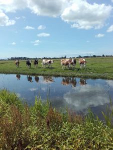 melkveehouder schakelt om naar biologisch