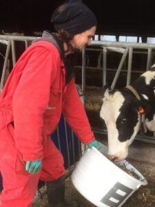 koe gevoerd door boer in rode overall voerproef